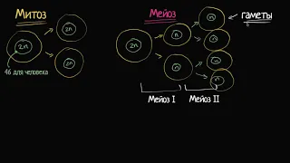 Сравнение митоза и мейоза (видео 5)| Деление Клетки | Биология