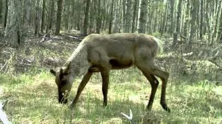 Caribou Management in Alberta is it possible?