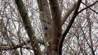 Woodee the Red-Bellied Woodpecker faces Abuse from Starlings