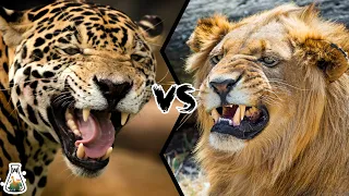 JAGUAR VS LION - Who will win this battle?