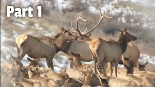 Elk Hunting in Montana (Day 1-3) - Stuck N the Rut 134