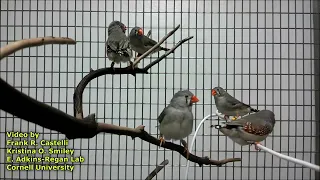 Zebra Finch Courtship Behaviors (no commentary)