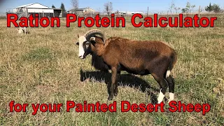 FCTS 42 Feed ration calculator for Painted Desert Sheep