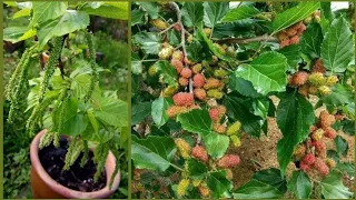 How to make mulberry give alot of fruits