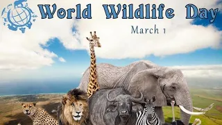 How to Ultimate Wild Animals Collection in 8K ULTRA Full HD / 8K TV Animals beautiful
