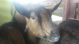 Последствия вчерашней прогулки🐐Как выбрать на ПЛЕМЯ из двух КОЗЛОВ самого ЛУЧШЕГО🐐🐐