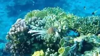 Египет.Шарм-эль-Шейх.Риф 3.(The Reef of Red Sea)