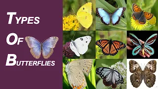 The Most Common Types of Butterflies Name In English  | List of Butterflies | 60+ Butterflies