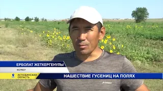 НАШЕСТВИЕ ГУСЕНИЦ НА ПОЛЯХ