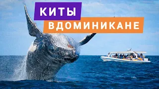 Доминикана Киты. Как увидеть? Отдых в Доминикане 2022