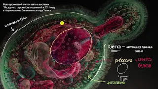 Введение в цитологию (видео 1) | Строение клетки | Биология