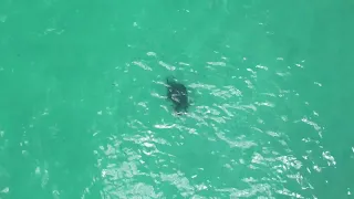 Sea turtle in Destin, Florida spotted at the East Jetty heading towards Gulf of Mexico