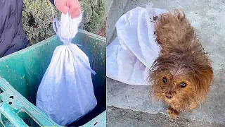 Dog was tied up in a sack and thrown into the garbage can,it anxiously struggled and not breathe...