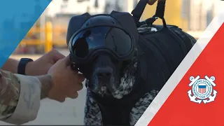 Buda the Coast Guard K9