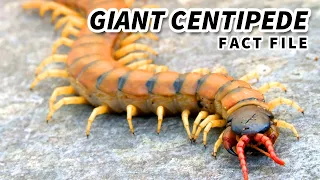Giant Centipede: the LARGEST living CENTIPEDE | Animal Fact Files