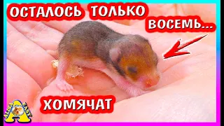 Хомячата стали Убегать / Беру Хомячат на Руки / Alisa Easy Pets