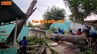 Vua Khỉ đã làm như thế nào để cưa hạ gốc cây Gõ Mật nằm nghiêng hết lên mái nhà ? (3/3) Cutting tree