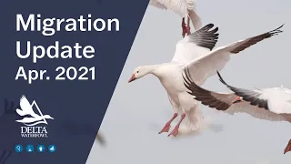 Delta Waterfowl's Migration Update, April 2021