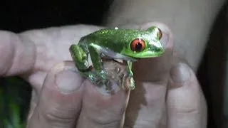 Science Today: Stopping Chytrid, Saving Frogs | California Academy of Sciences