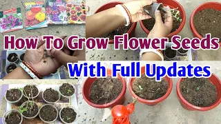 How to grow Summer flower seeds with full updates