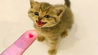 Постарайтесь не смеяться: Смешные кошки #21 | Смешные видео с животными 2023