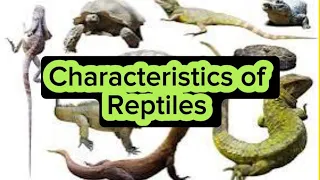 Characteristics of Reptiles |Vertebrates |Biology