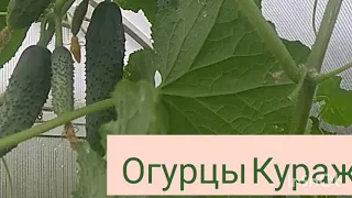 Огурцы Кураж - подробный обзор