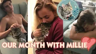 IT'S OUR MONTH WITH MILLIE *the story our sweet kitty before she lost her battle with FIP *