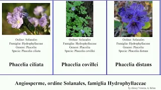 Angiosperme, ordine Solanales, famiglia Hydrophyllaceae phacelia californica angiosperms menziesii