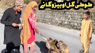 Tuti Gull Ao Bezo Gane Pashto New Funny Video 2024 By Tuti Gull Vines