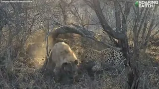 Massive Hyena Battles Leopard Over Warthog