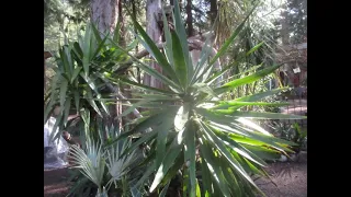 Yucca gigantea only for mildest growing zones in the north