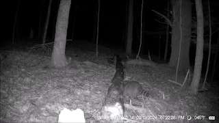 Raccoons and fallen logs