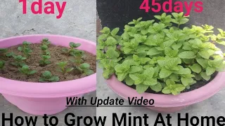 How to Grow mint at Home Easy and Fast