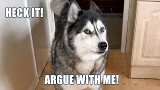 Not Saying A Word When My Husky Shouts At Me!