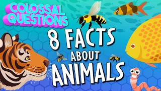 Everything You Ever Wanted to Know About Animals!! (8 Questions Answered) | COLOSSAL QUESTIONS