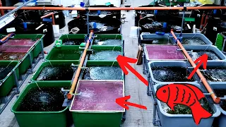 Hinter den Kulissen: Was ihr schon immer über Fischzucht wissen wolltet