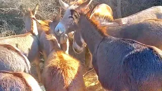 A Beautyfil group of donkeys @MP2animals
