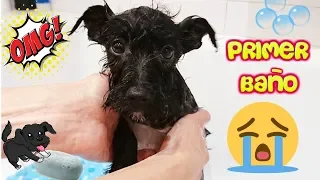 ¡El Primer Baño de Lana!  Cómo Bañar a tu Cachorro!  Funny dogs