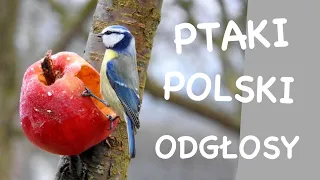 Co to za ptak? // Odgłosy ptaków // Ptaki Polski