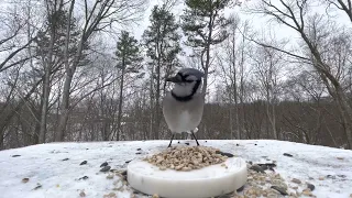 Blue Jay Call in 4k