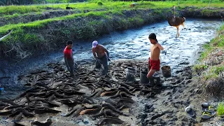 Free-range Farming ( EPISODE 140 ) -Harvesting more than 200Kg Catfish! Farm daily Morning routine