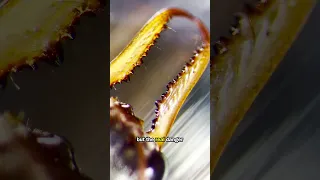 Worlds DEADLIEST ANT under the microscope!