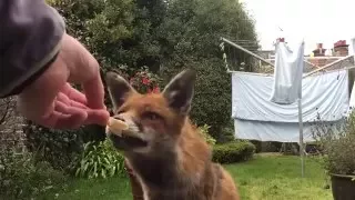 Tame Fox