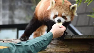 レッサーパンダ イチゴのお食事タイム／野毛山動物園