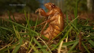 Invaders from underground are coming in cicada-geddon. It’s the biggest bug emergence in centuries