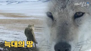 [풀버전] 늑대의 영토 아무르 제1편 초원의 오아시스｜KBS 걸작다큐멘터리 180121 방송'Amur' :Territory of Wolf Part1