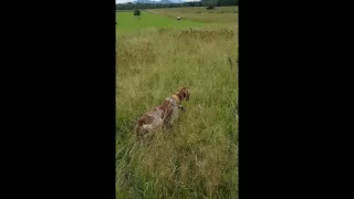 Bracco Italiano - Rumba Dell'Oltrepo (14 months old) pointing pheasants