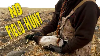 North Dakota Field Hunting Waterfowl (Mallards, Snow Geese, Canada Geese)