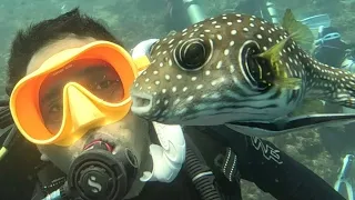 Have you seen Puffer Fish this close?